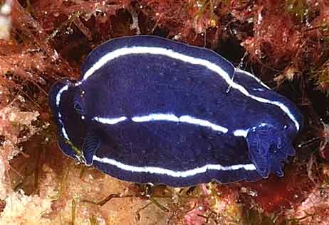 Hypselodoris fontandraui